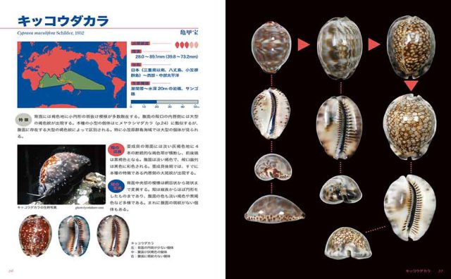 タカラガイ ブック 改訂版 ー日本のタカラガイ図鑑ー 海事 水産 交通 気象の専門書籍出版社の成山堂書店